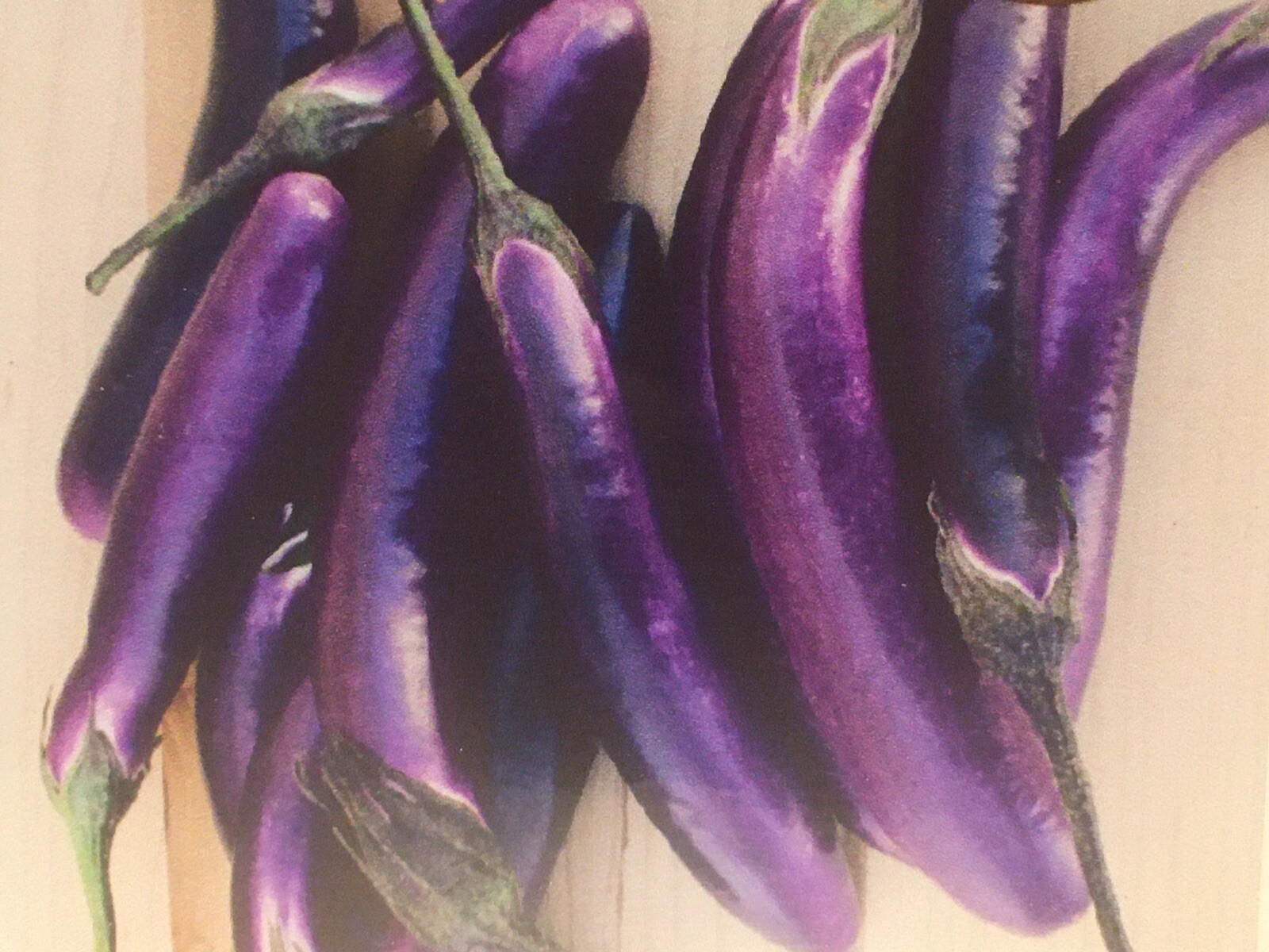 100 organic PING TUNG LONG Eggplant seeds TAIWAN Taiwanese 屏東茄子 PINGTUNG