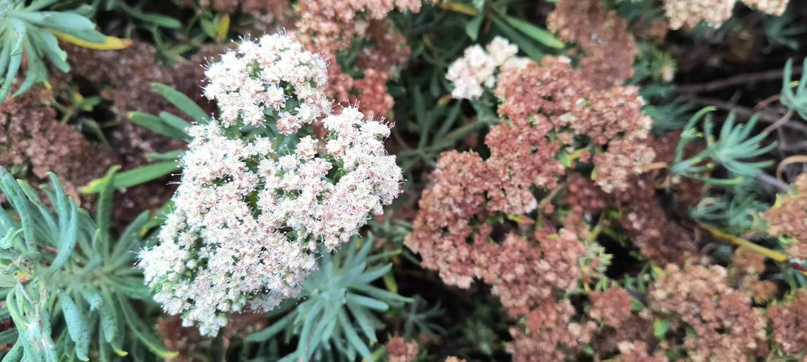 Santa Cruz Island Buckwheat – 25 Seeds Eriogonum arborescens