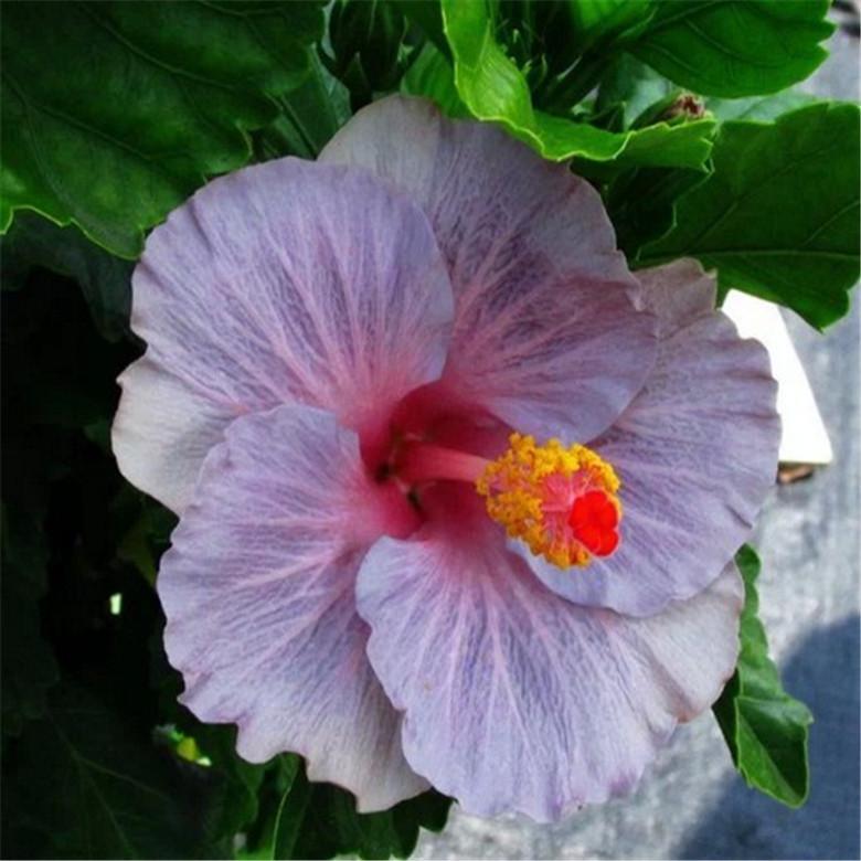 20 EXOTIC RARE HIBISCUS SEEDS for garden flower beds plant bush USA SELLER USPS