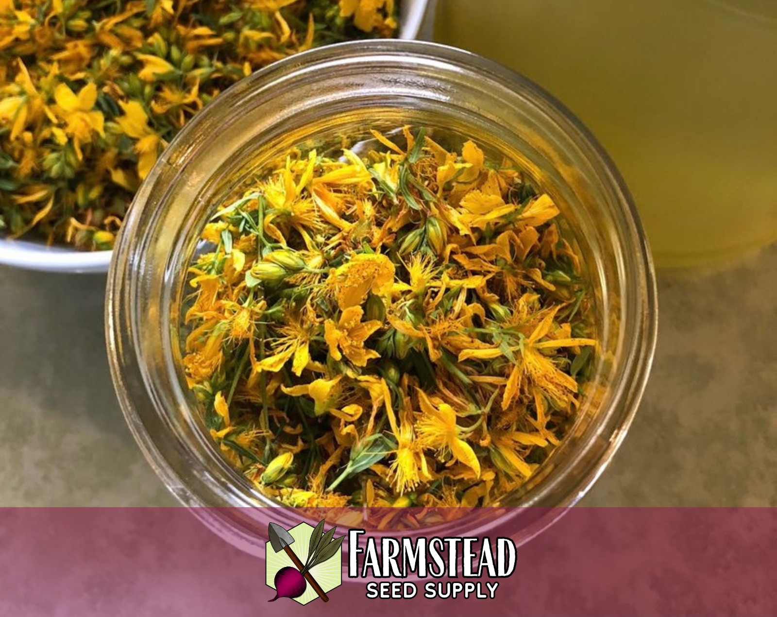 3400+ Great St. John’s Wort Seeds, Native Perennial Wildflower Gardening Seed