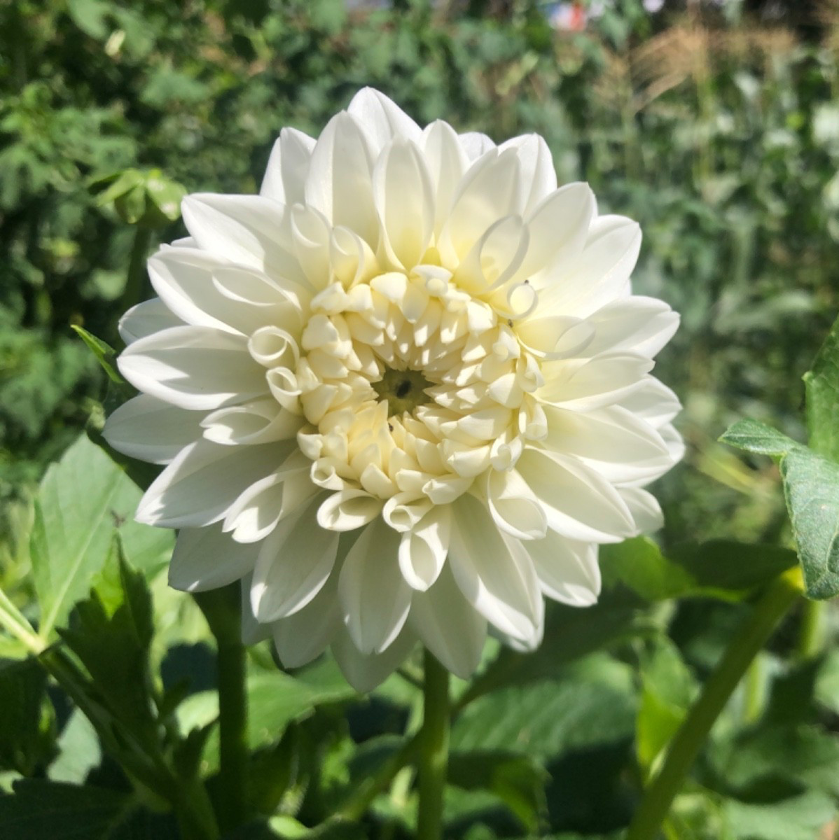 1-Dahlia Tuber Bulbs for planting, Blizzard, White, grown in MD