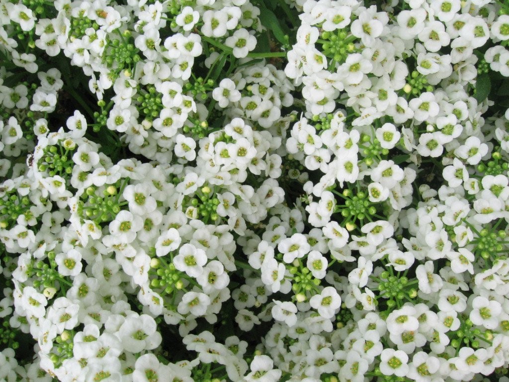 Alyssum Carpet of Snow Nice Garden Flower By Bulk 60,000 Seeds