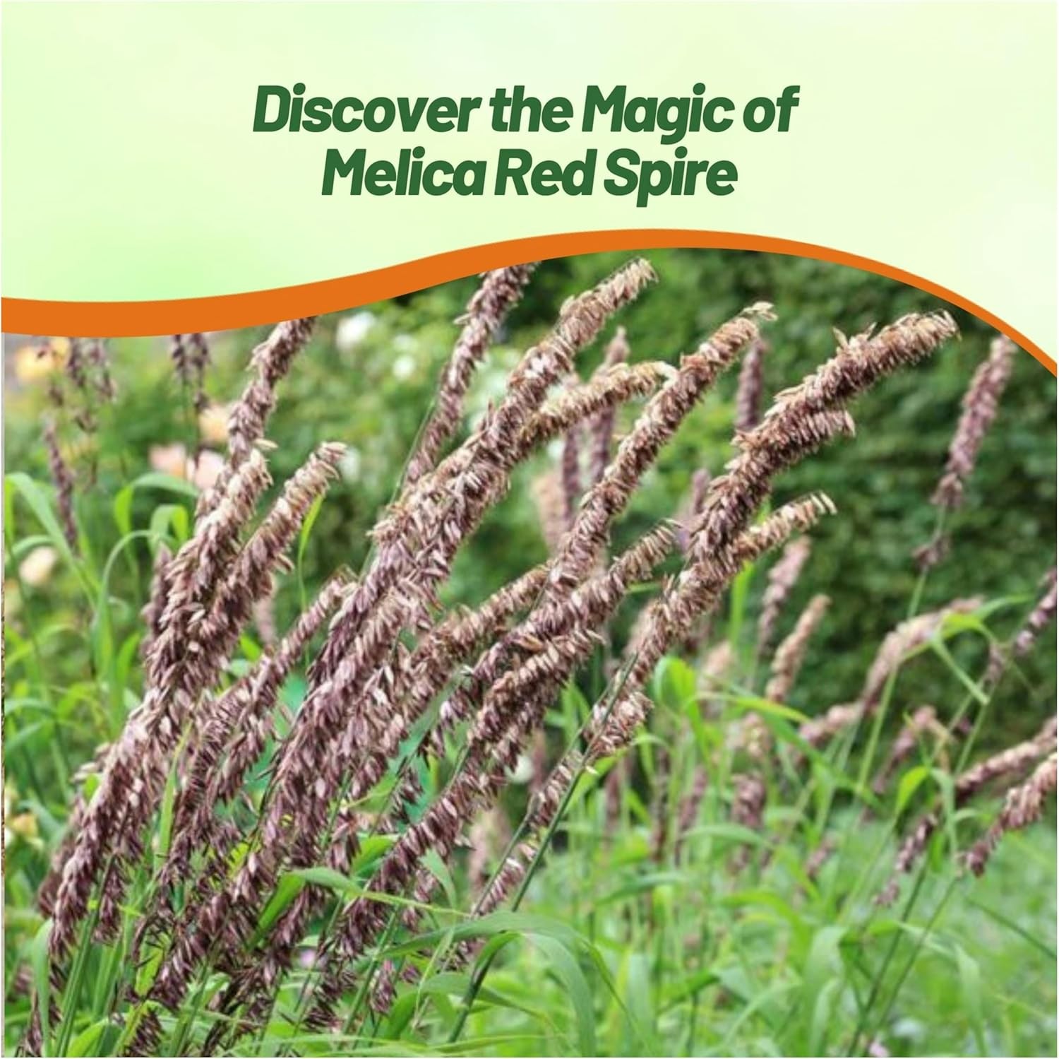 1000 Seeds Melic Seed – Melica Altissima Red Spire Ornamental Grass Seed