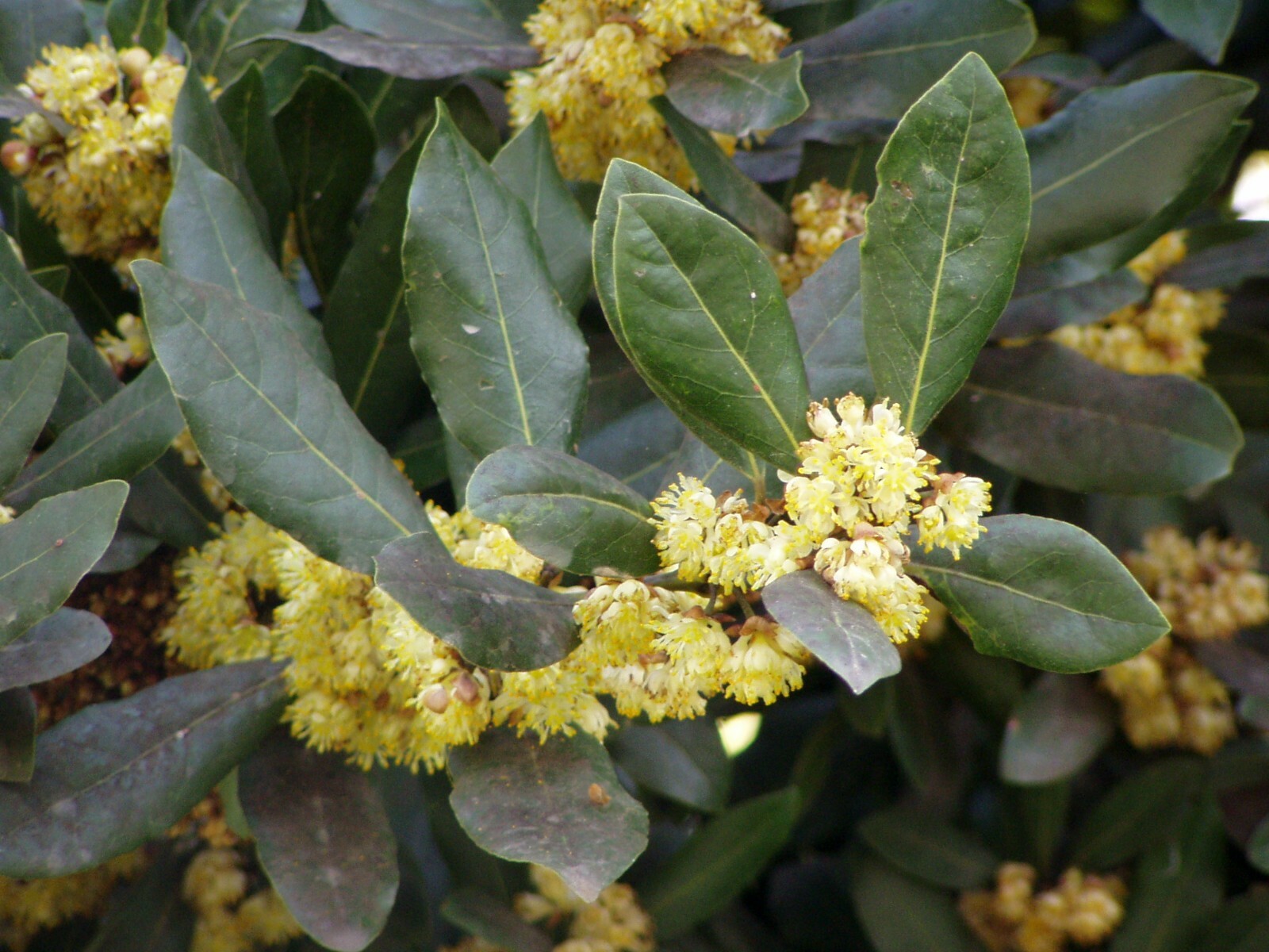 Laurus nobilis BAY LAUREL Seeds!