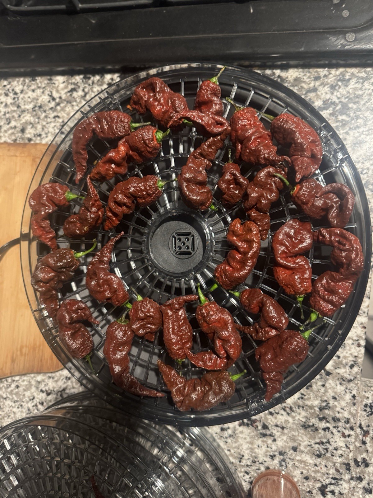 10 Chocolate Primotalii Pepper Seeds | Fresh 2026 Harvest | SUPER HOT!