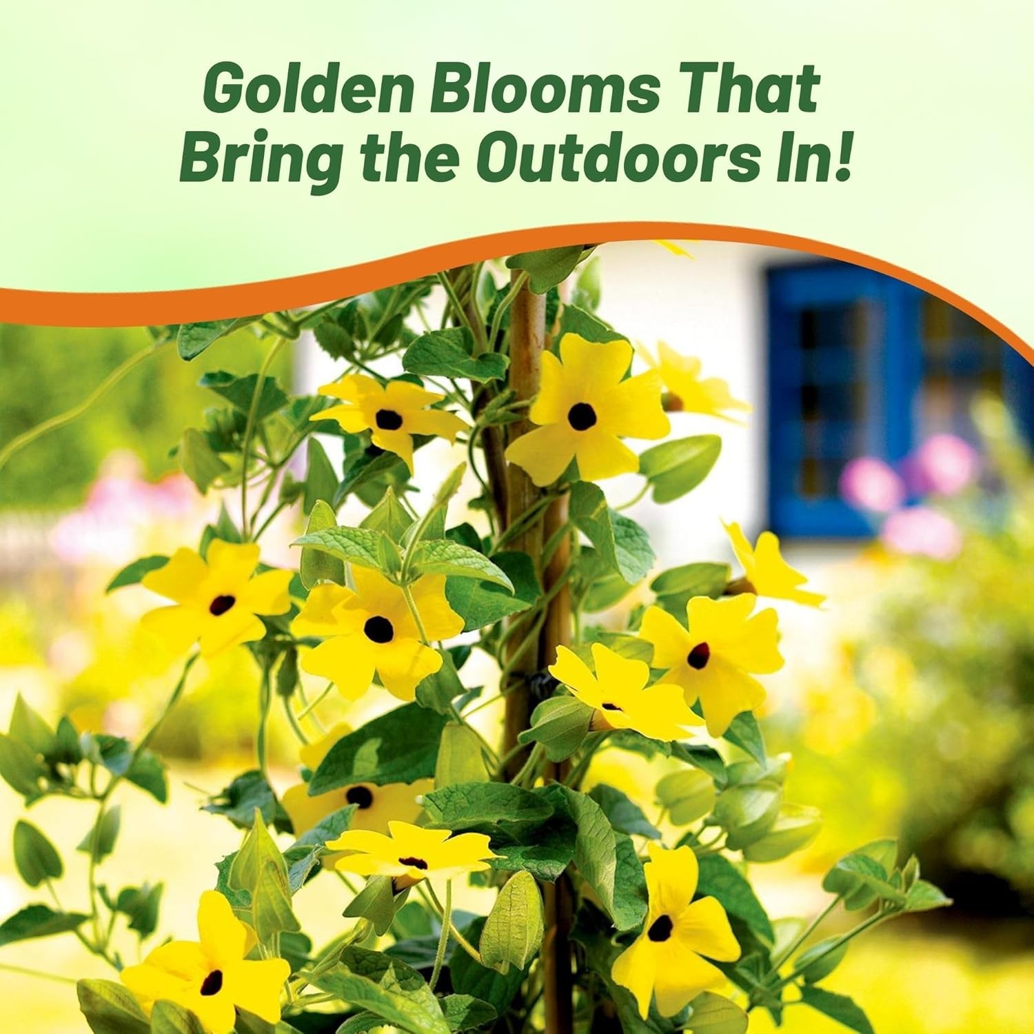 100 Seeds Thunbergia Seeds – Yellow Black Eyed Susan Vine Flower Seed