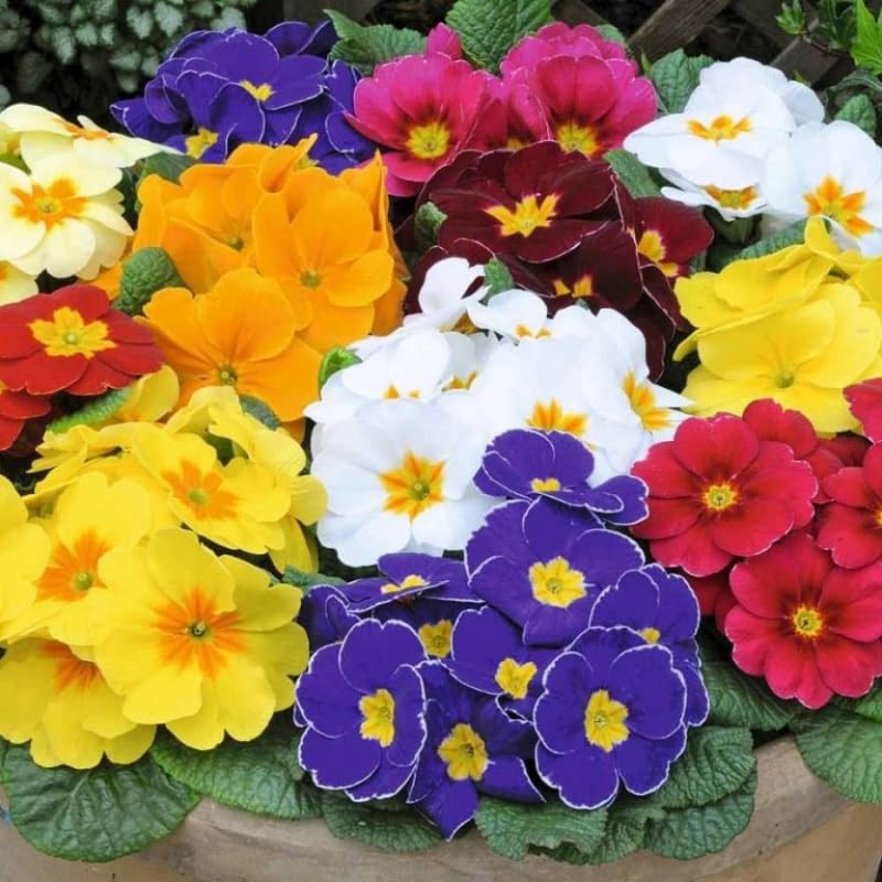 – Seeds Evening Primrose Garden Mix Primula Perennial Flowers for Planting