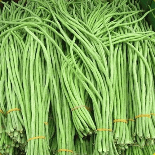 30+Yard Long Bean Brown White Mosaic Seeds| Oriental Yard Long | 2025 Season