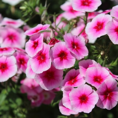 Brilliant Phlox Seeds | Heirloom / Non-GMO | Free Shipping | Flower Seeds | 1238