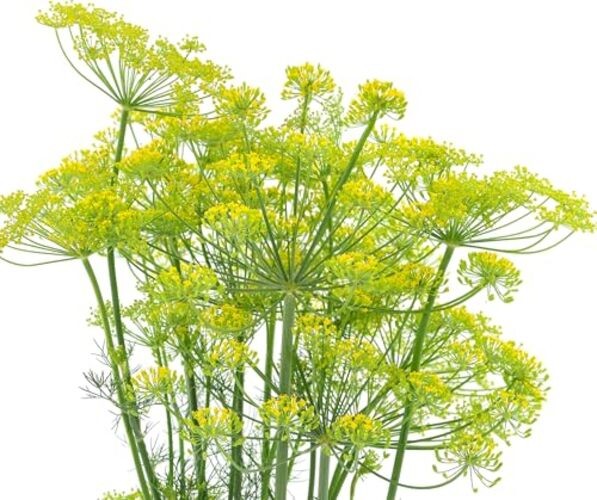 2000 Dill Seeds for Planting (Bouquet Variety) – Heirloom, Non-GMO, USA Grown