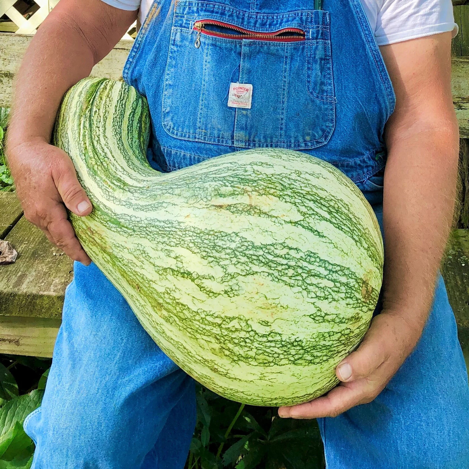 Green Striped Cushaw Squash Seeds | Silver Pumpkin Winter Vegetable Seed 2024
