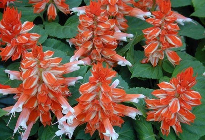 50 Salvia Seeds Vista Red And White FLOWER SEEDS Garden Starts Nursery