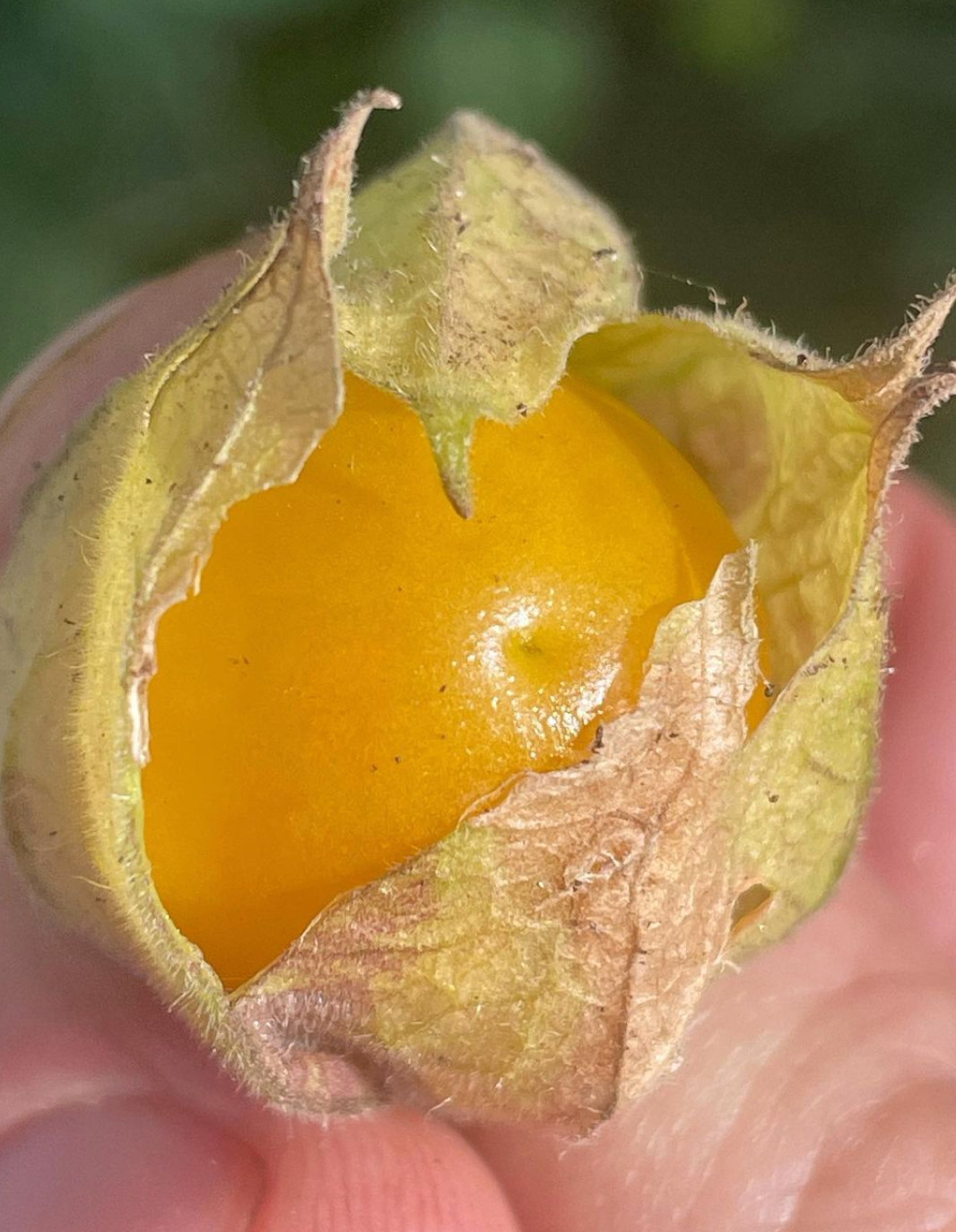 6 cuttings of Goldenberry ‘pineapple’, Physalis peruviana
