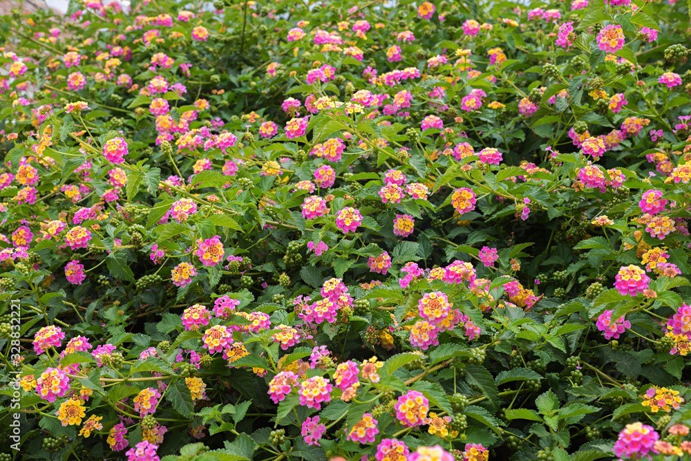 Lantana 25 seeds