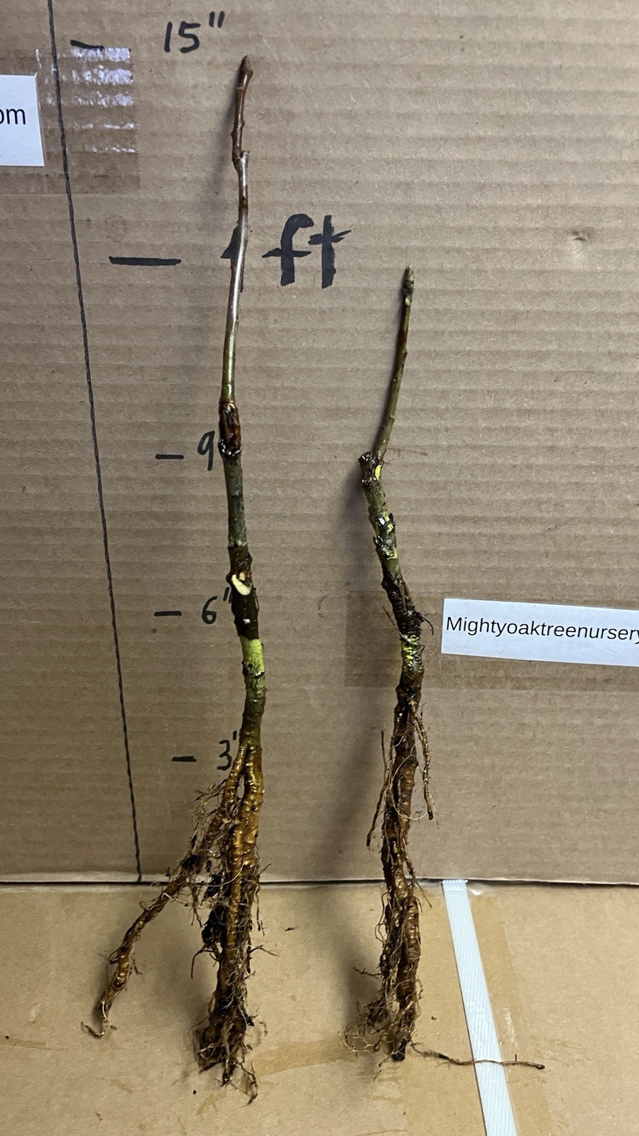 6-10” tall Golden Sentinel Columnar apple tree grafted, roots wrapped