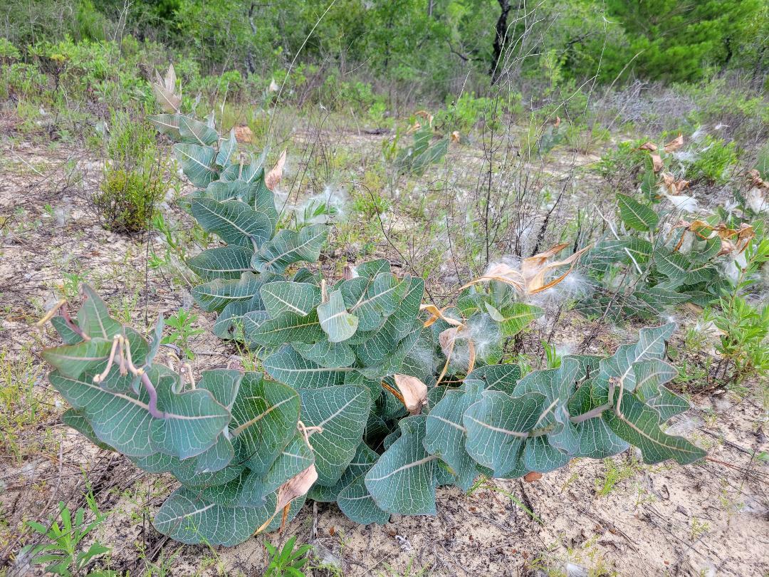 5+ Pinewoods Milkweed Seeds | Asclepias Humistrata | Sandhill | Florida Native