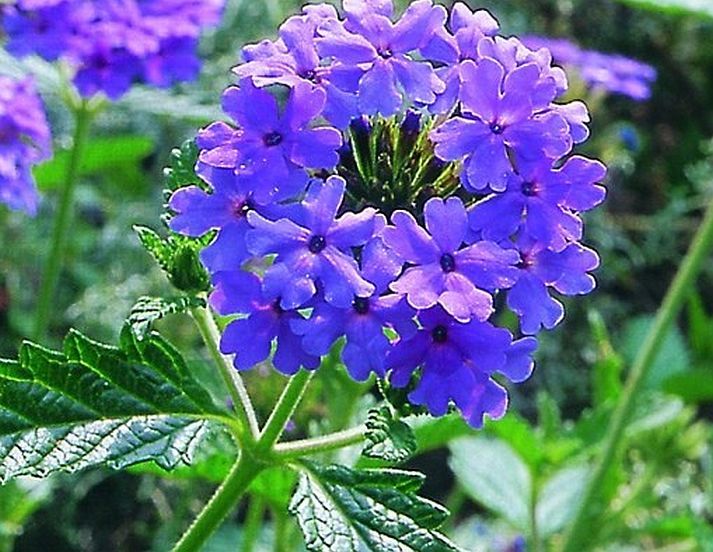 200 Seeds, VERBENA VIOLET BLUE LAGOON SEEDS G39, Flowers Perennial