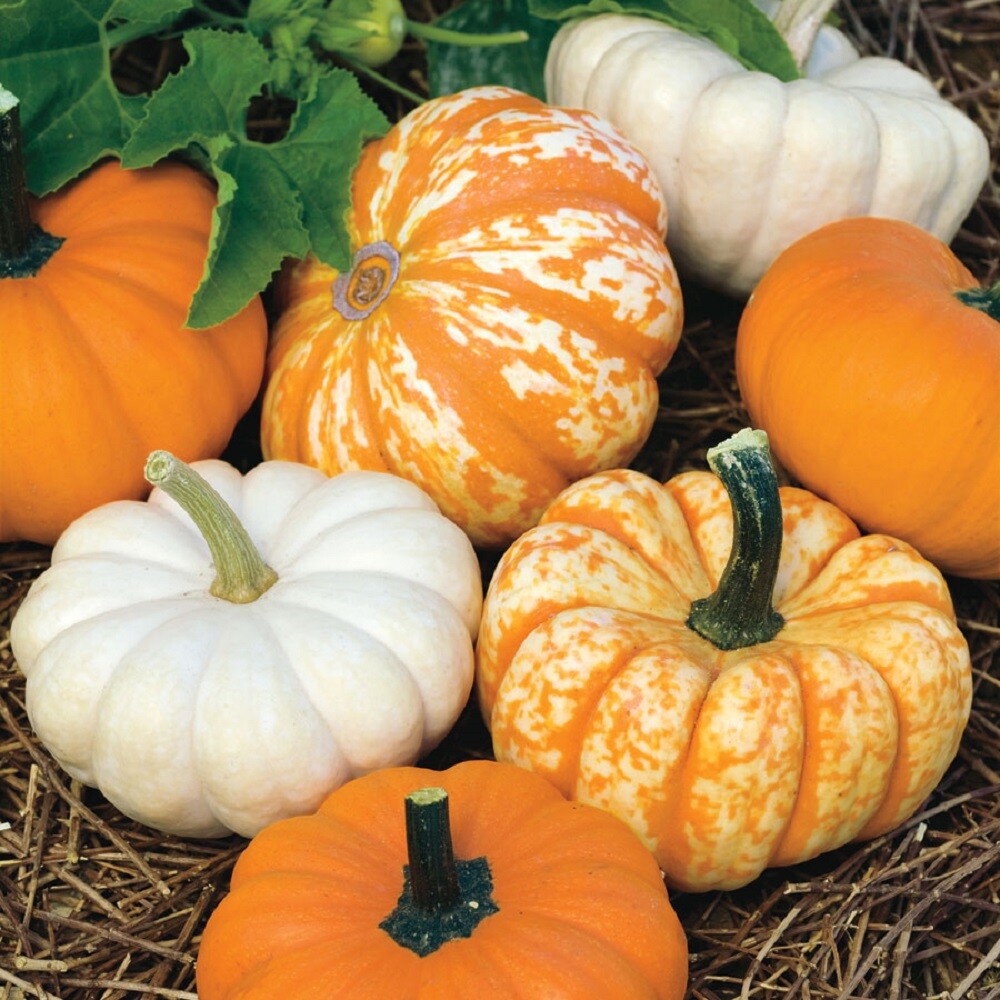 BIN#1R9D2 Mini Harvest Pumpkin Seeds Mini Pumpkin F1 Variety 25 Seeds