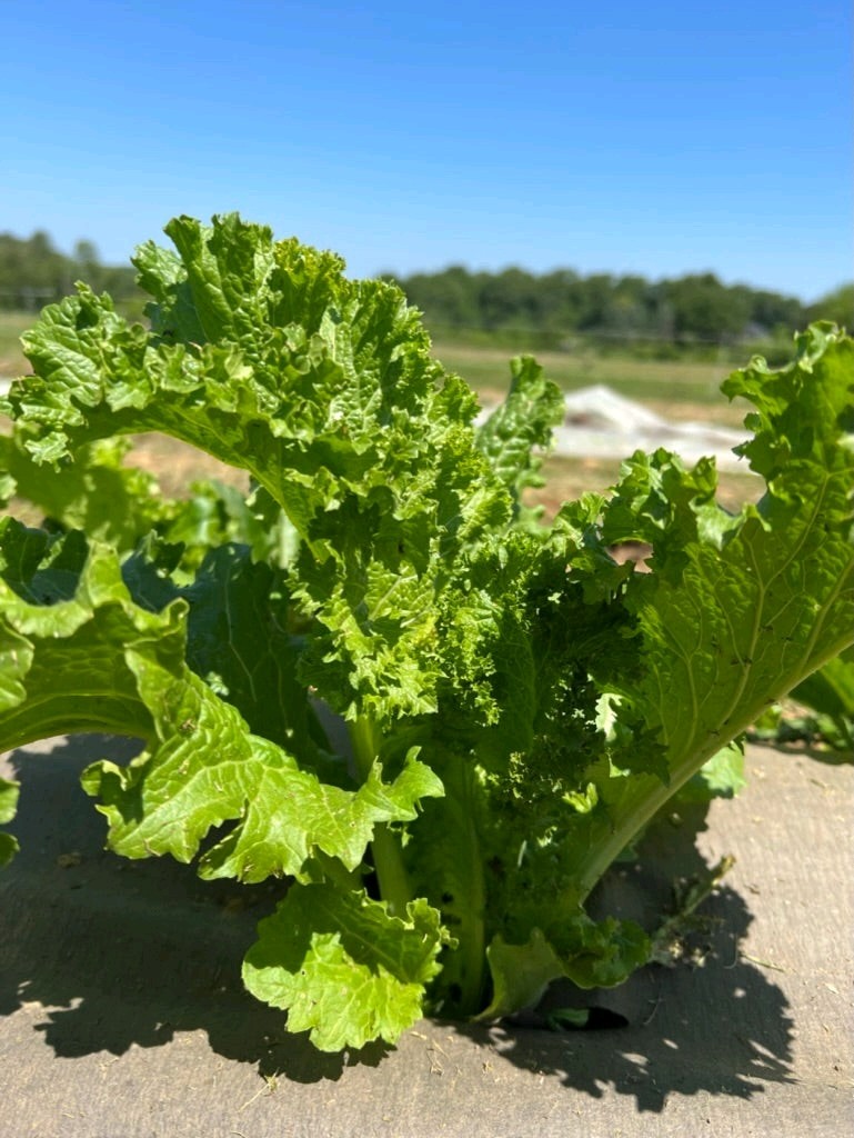 400 Seeds. Combo Pk . Komatsuna Japanese Mustard Southern Giant Curled Mustard