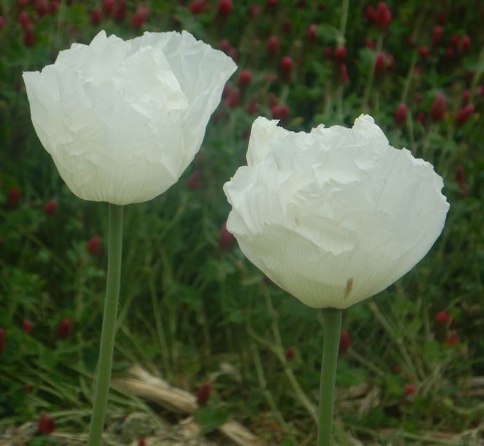 750+ Rare Peshawar White Pakistani Poppy Seeds Giant, Elegant Pure White Blooms
