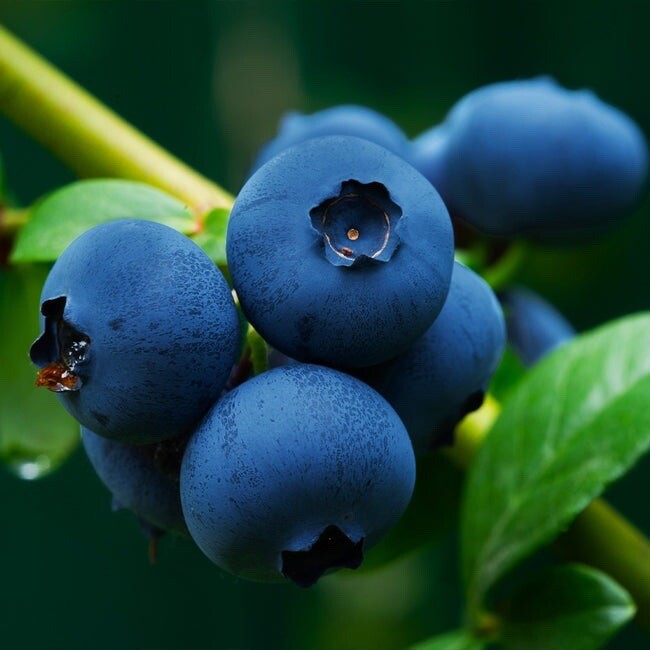 400+ BLUEBERRY FRUIT SEEDS SWEET NON GMO FRESH HARVEST FREE SHIPPING