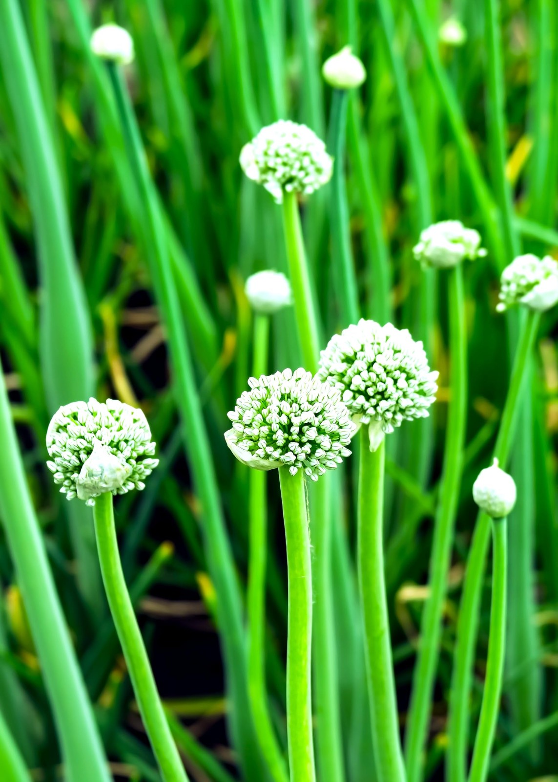 Seeds Wild Garlic 100+ Seeds to Grow Allium Ursinum Ramsons Long-Lived Perenn…