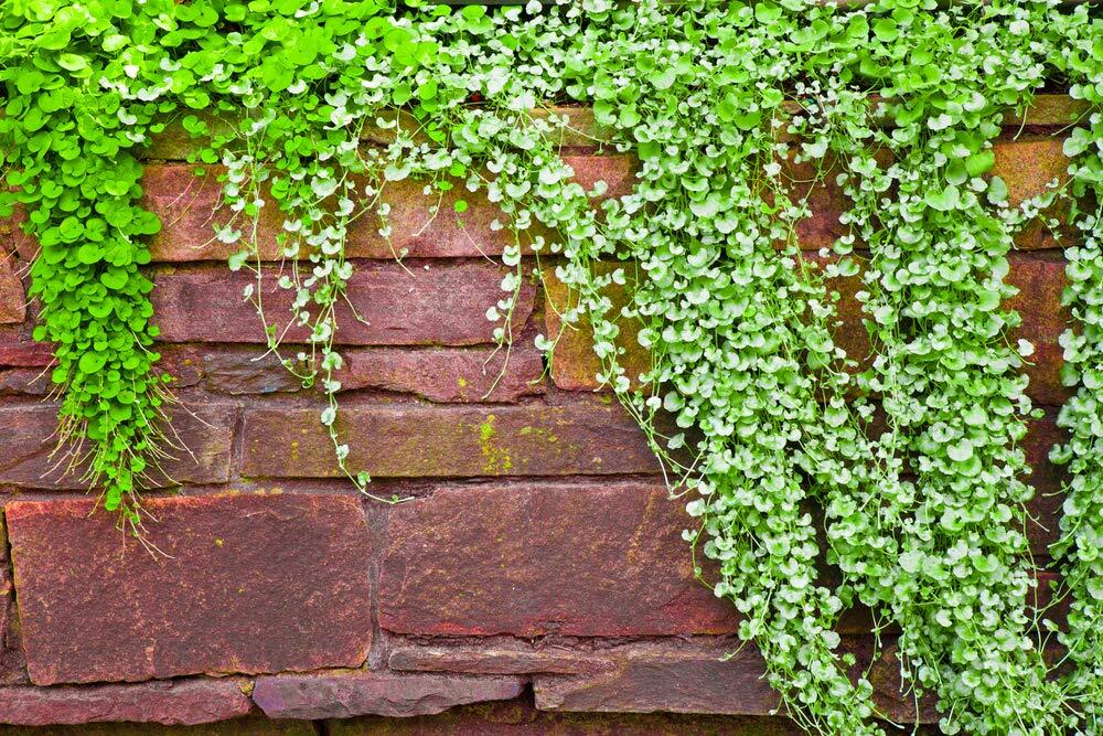 Dichondra Plant Seeds – 100 Seeds
