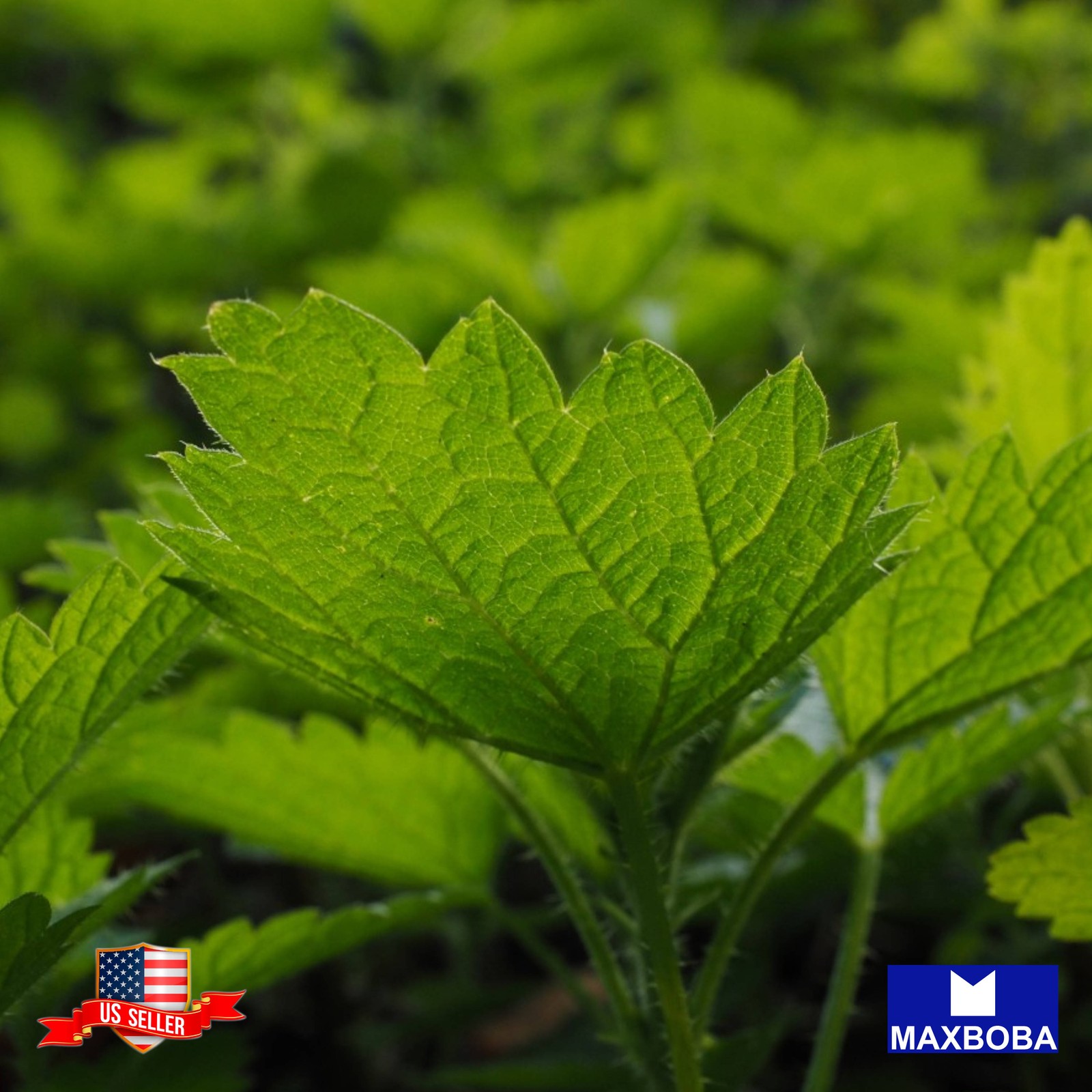 Parsley 500 Seeds Forest Green Non-GMO Heirloom BTGO 75% OFF