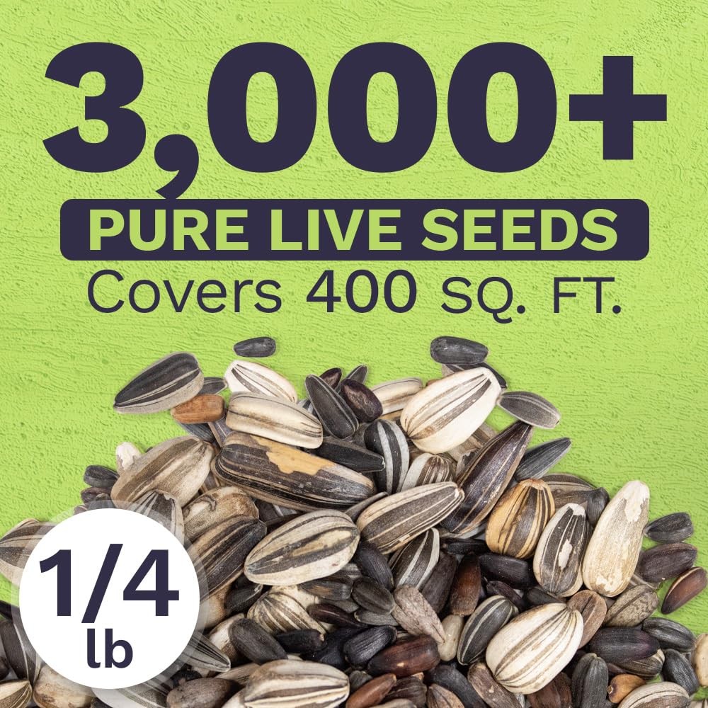 Bulk Sunflower Seeds – Variety Mix 10 Types of Beautiful Sunflowers – 1/4 Pou…