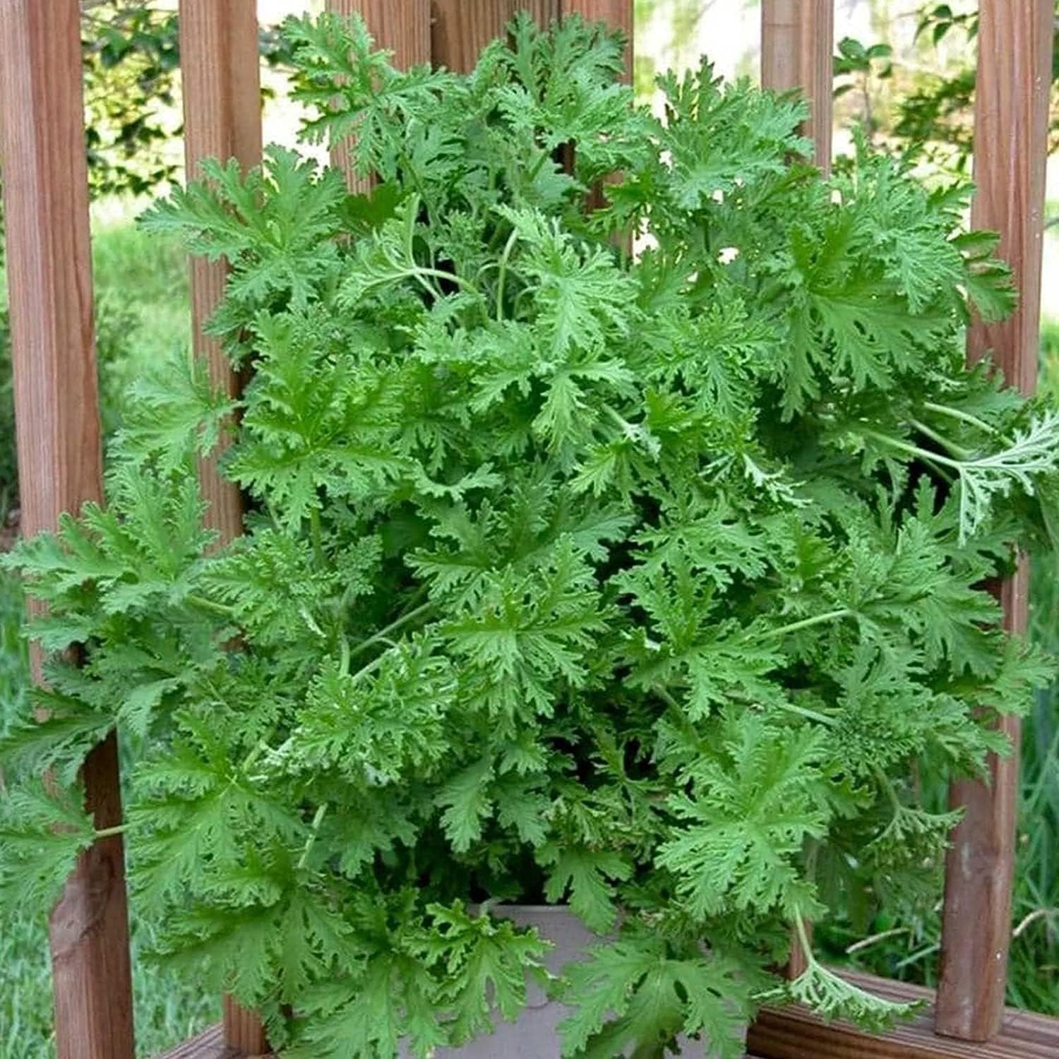 1500 Citronella Plant Seeds Citronella Plant Seeds Home Heirloom Garden Perennia