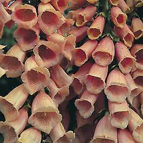 Digitalis purpurea Apricot Beauty 10,000 seeds