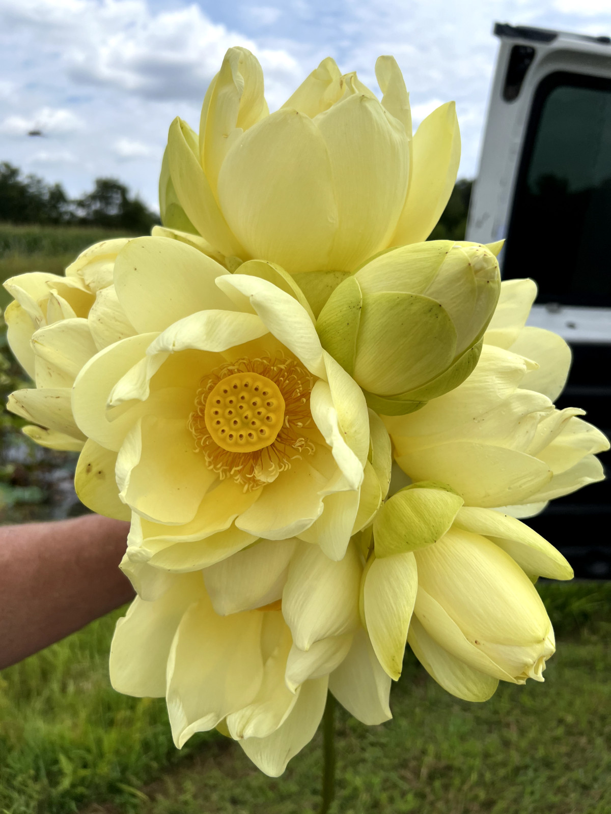 40 Seeds Yellow Lotus Flower Seeds American Water Lily for Pots or Pond