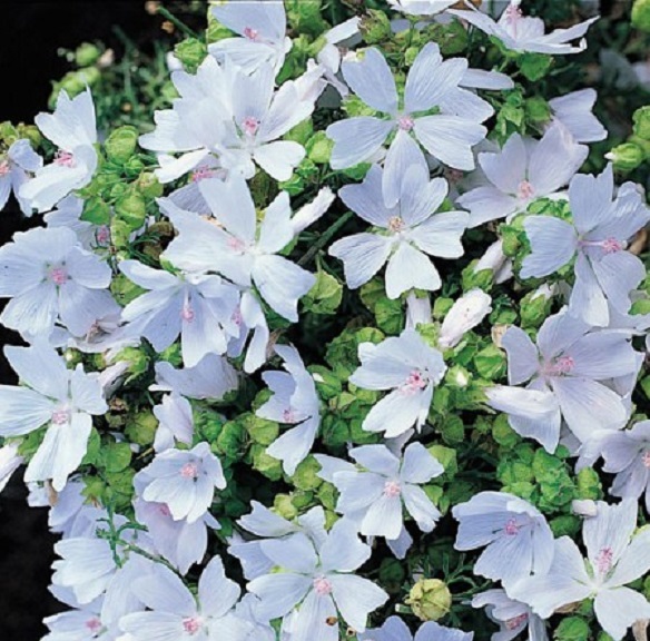 Hollyhock Seeds Malva Moschata White 50 Seeds Perennial Seeds