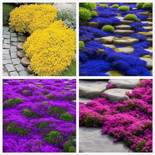 2000+ Mix Creeping Thyme Seeds Ground Cover for Planting – 4 Perennial Thyme