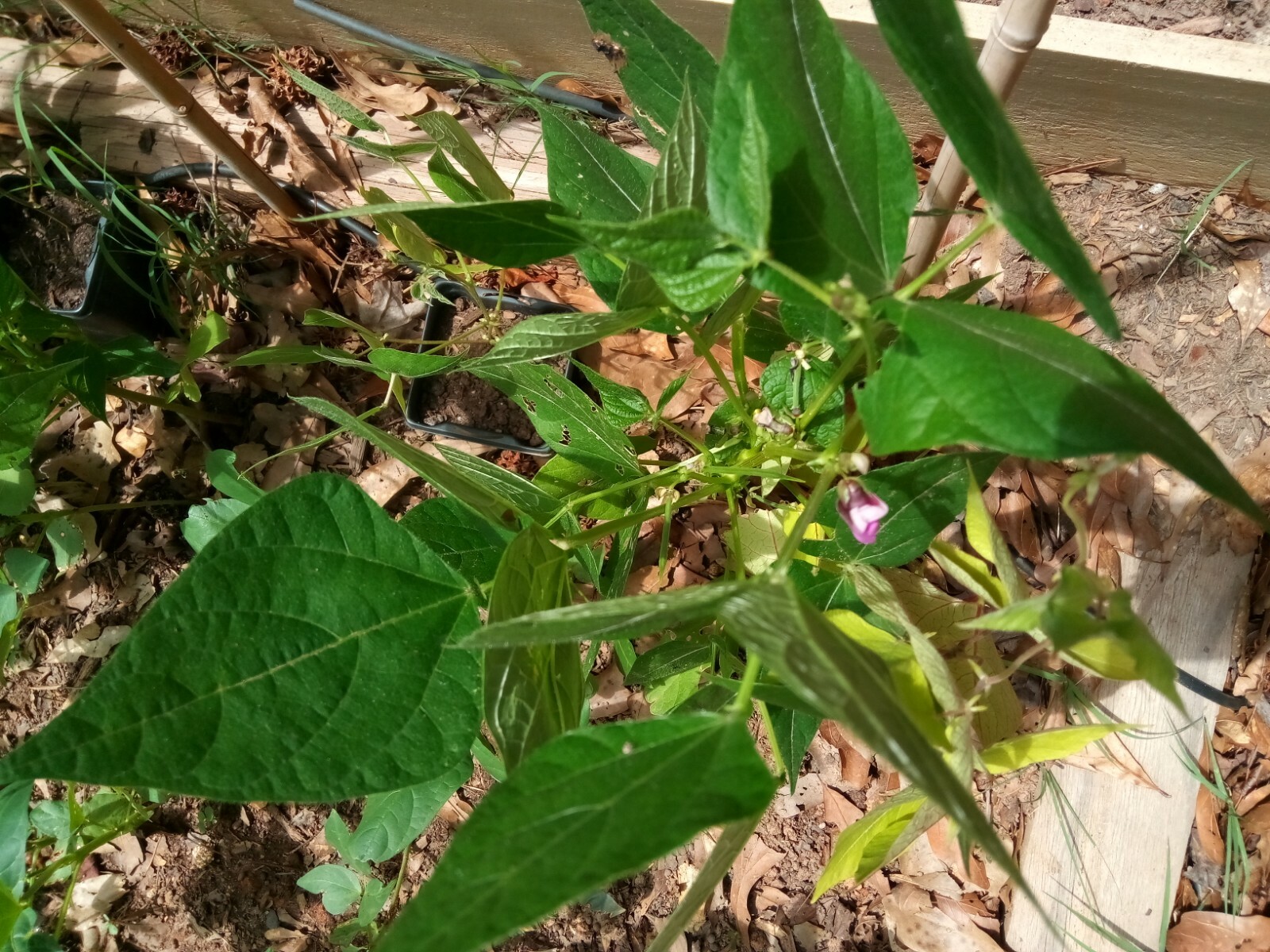 25 Black Turtle Bush Bean Seeds, US grown.