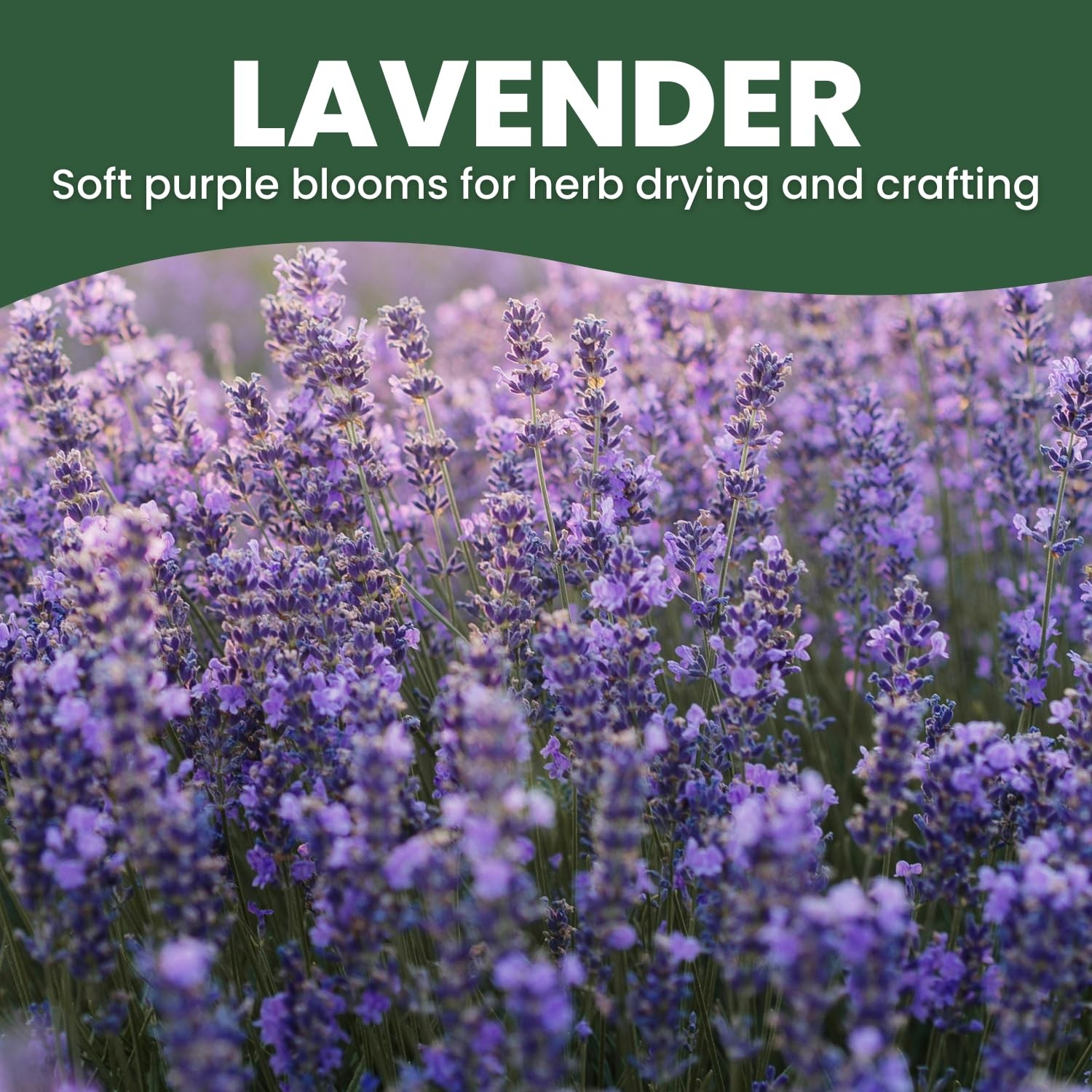 Lavender Seeds 28,000 for Planting 1 Ounce Pouch 2026 Season