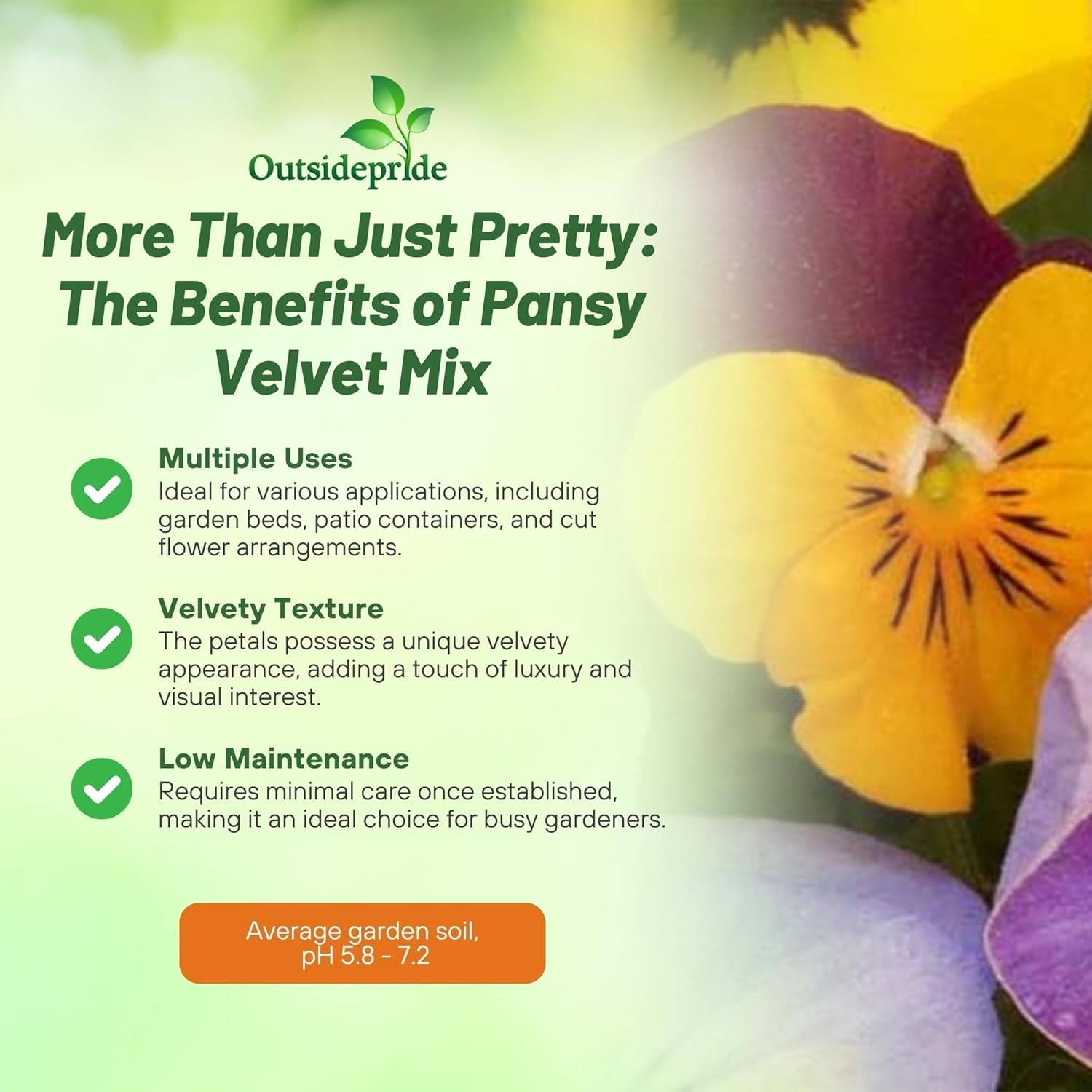 1000 Seeds Pansy Seeds – Velvet Pansy Flower Seed Mix
