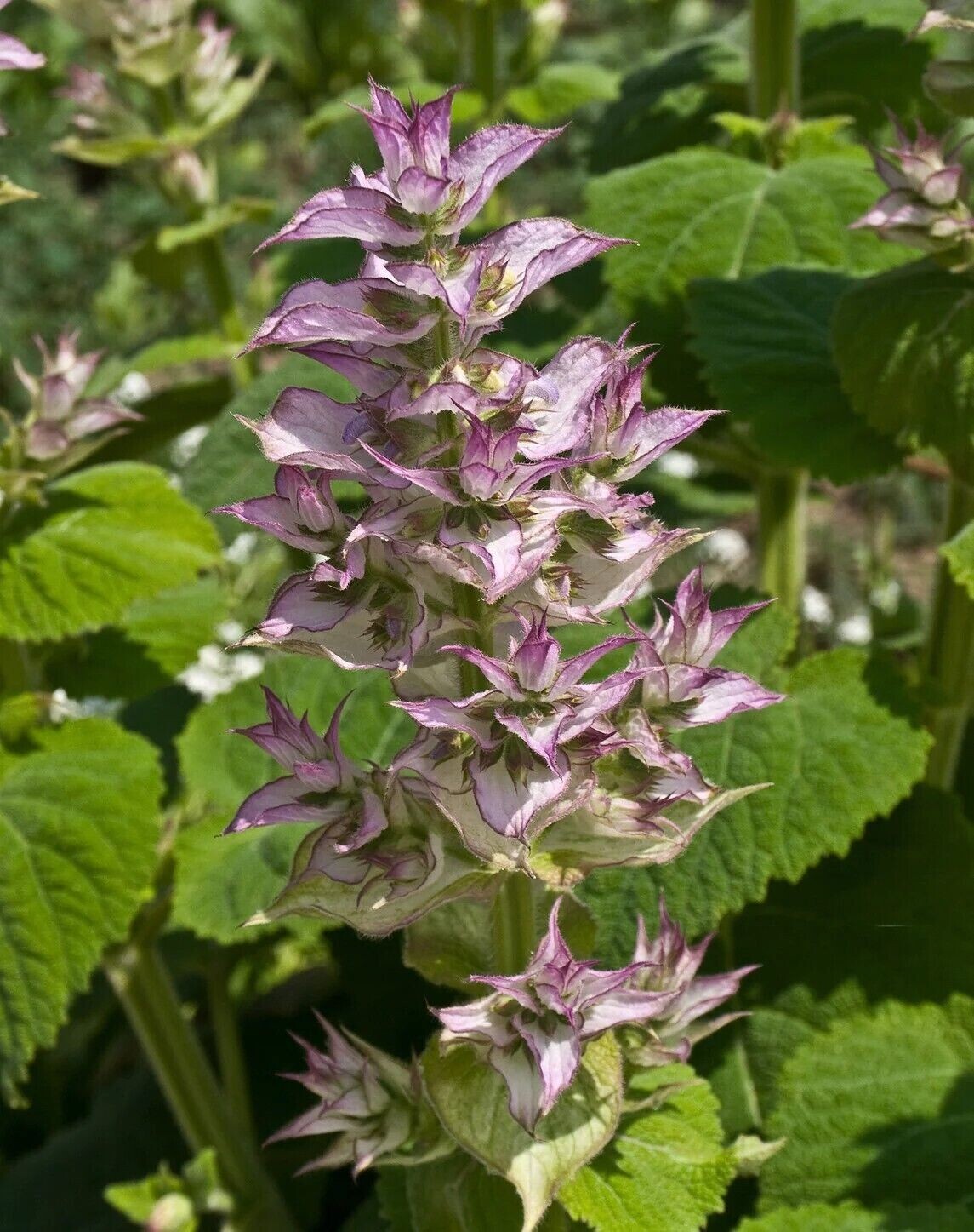 Clary Sage Seeds – 35 Seeds -Organic – Drought Tolerant – Non Gmo – S Sclarea