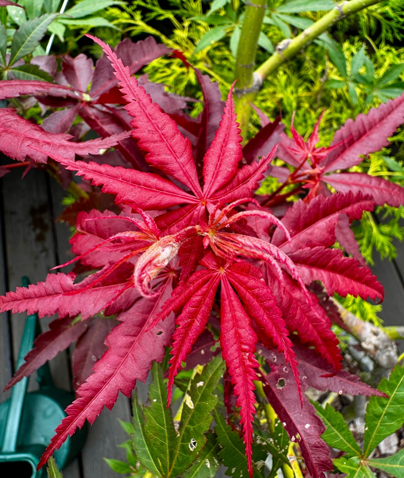 Japanese Maple seeds: Free shipping