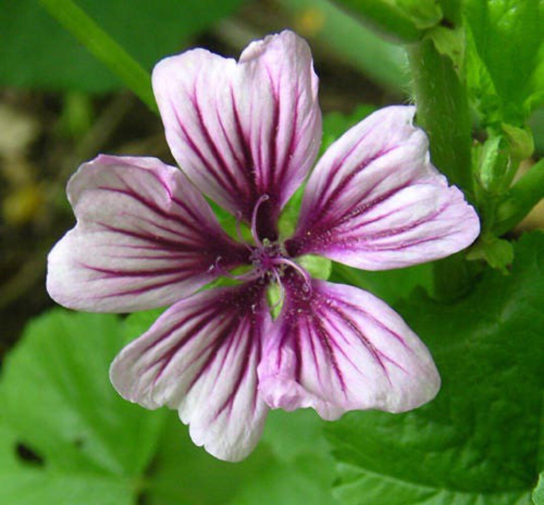 20 ZEBRA MALLOW Malva sylvestris var. Zebrina Flower Seeds