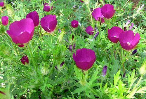 Callirhoe bushii | Bush’s Poppy Mallow | 10 Seeds