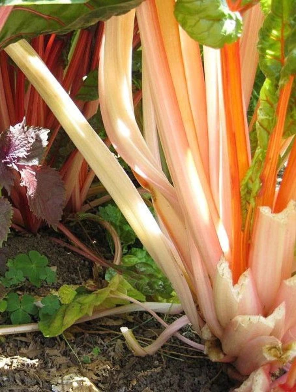 40 PINK FLAMINGO SWISS CHARD Beta Vulgaris Perpetual Spinach Vegetable Seeds