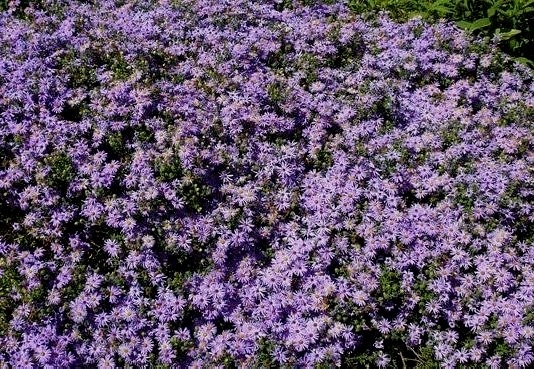 BULK Wildflower Seeds PURPLE Tahoka Daisy Heirloom Heat Sun Tolerant Native