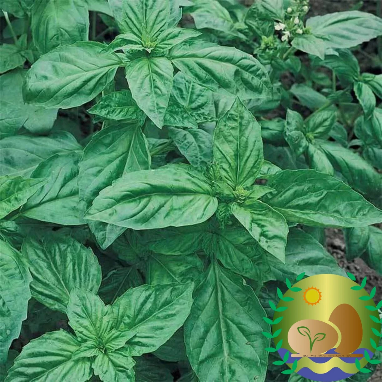 Genovese Basil Seeds | NON-GMO | Heirloom | FREE SHIPPING