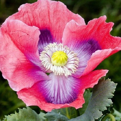 5,000 The Giant Rattler P Somniferum Giganteum Poppy Seeds Huge Flowers, Po ds