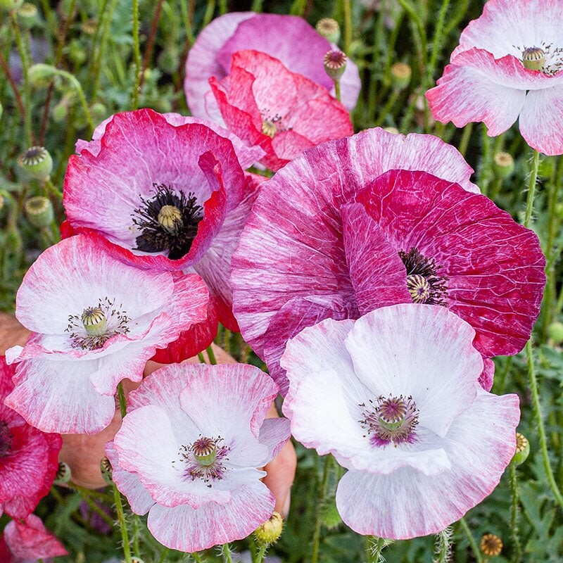 Mother of Pearl Poppy Seeds fresh for 2024 mix of blues and pinks