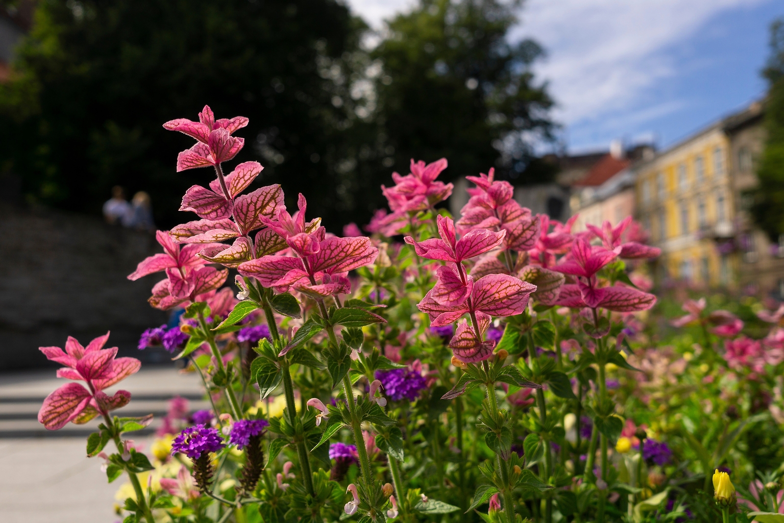 50 ‘PINK Sundae’ Clary SAGE / SALVIA Viridis Horminum Herb Flower Seeds