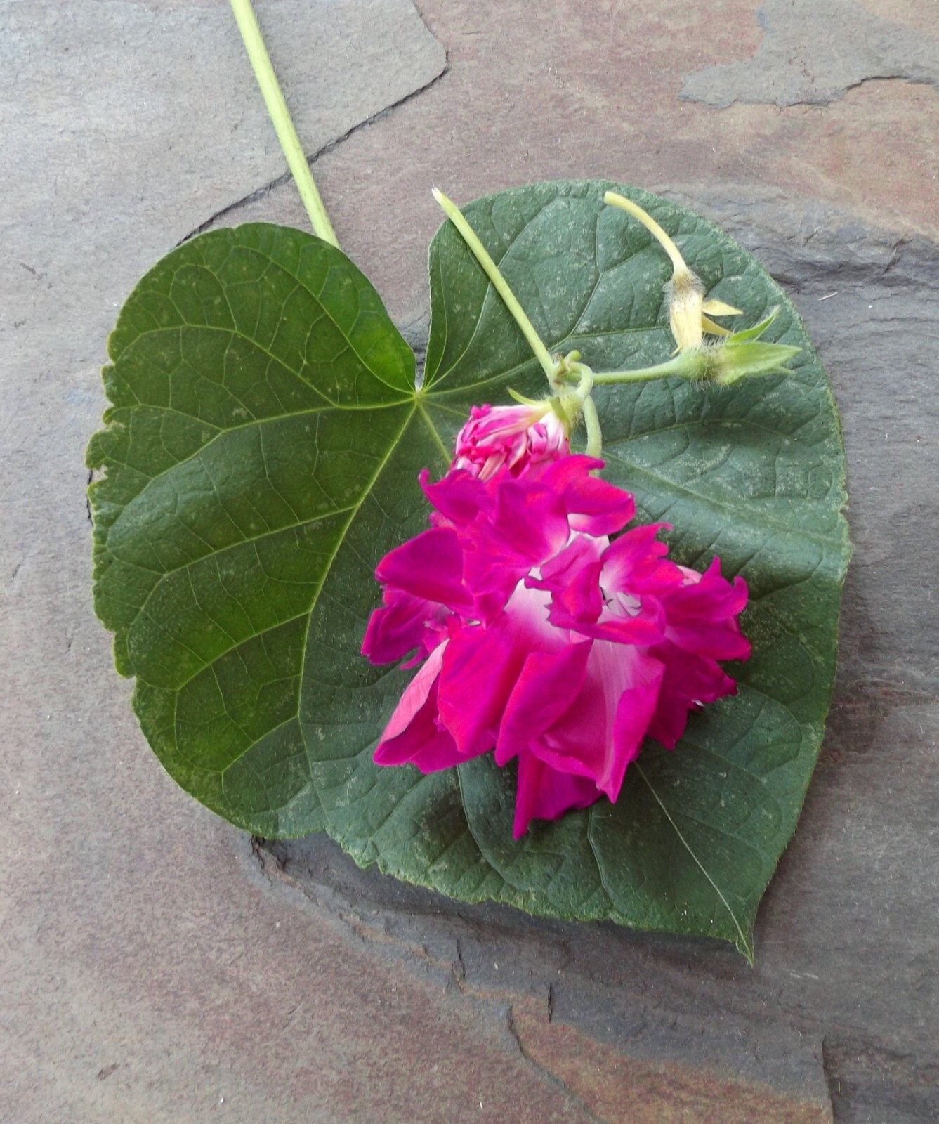 Seeds (10) Pink Magenta Double Ruffled Morning Glory Ipomoea imperialis
