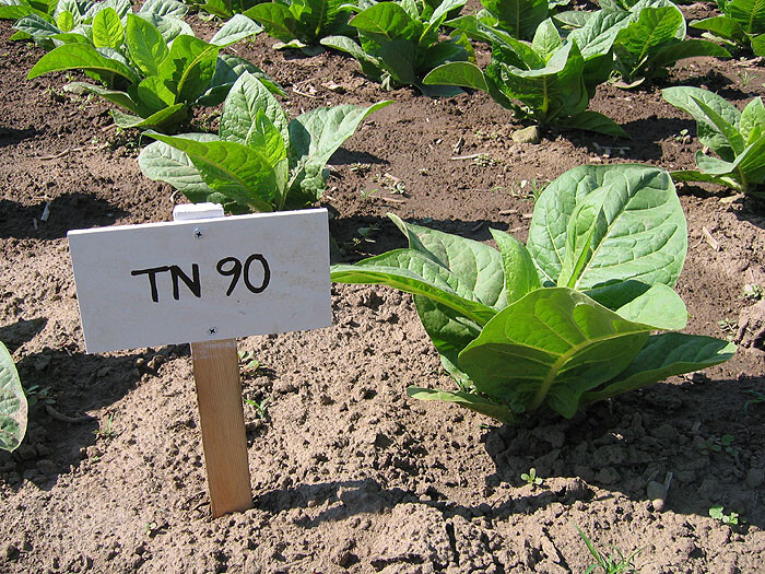 1000 TN 90 Tobacco Seeds ~ Heirloom Nicotiana Tabacum ~ Early High Yield!