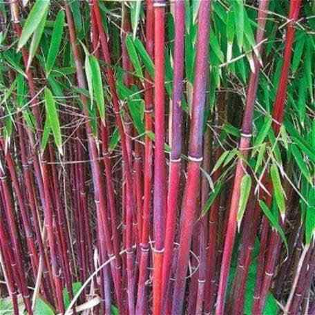 Red Bamboo Seeds ~ Fountain ~ Privacy Climbing ~ Cyrtostachys Renda Tree ~